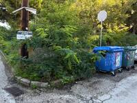 Πάτρα: Το πεζοδρόμιο - "βοτανικός κ...