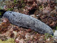 Αστακός: Είχε ψαρέψει 7.000 "αγγούρ...