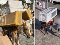 Ύδρα: «Δεν είναι κακοποίηση, αλλά η κουλ...