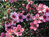 Λεπτόσπερμο: Το θαυματουργό φυτό των Μαο...