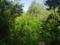 Καλή "σοδειά"! Πάνω από 1600 δ...