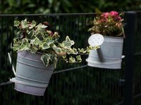 Πότισμα το καλοκαίρι: Αυτή είναι η χειρό...