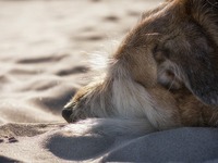Φεύγουν από το Ντουμπάι λόγω του πολέμου...