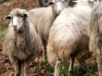 Πάνω από 14.000 ζώα έχουν θανατωθεί λόγω...
