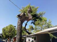 Θα... κλάδευε στα Ψηλαλώνια ο Δήμος, &qu...