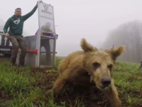 Ο Θωμάς, το αρκουδάκι που έγινε viral, ε...