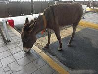 Πάτρα: Βρήκαν γάιδαρο στο λιμάνι- Τον έδ...