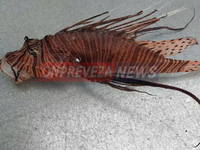 Πρέβεζα: Εμφανίστηκε ξανά δηλητηριώδες λεοντόψαρο