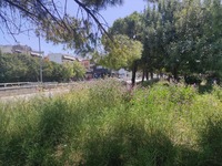 Πάτρα: Χορτάριασε η πλάση- Ζούγκλα η Πάτ...