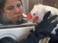 Γρίπη των πτηνών: Καμπανάκι από τους επι...