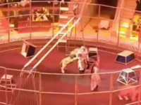 Λιοντάρι δάγκωσε τον θηριοδαμαστή του στ...