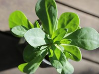 Vegan διατροφή: Tο σούπερ λαχανικό που ε...