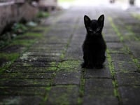 Παρασκευή και 13 σήμερα: Γιατί θεωρείται...