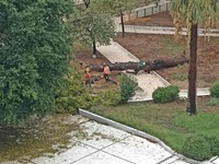 Πάτρα: Κόβουν την κουκουναριά που έπεσε ...