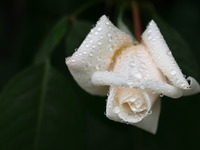 Αποτέφρωση «μες στο νερό»: Πώς θα σώσετε...