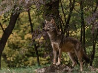 Αχαΐα: Εθεάθη λύκος στην Παναγοπούλα, το...