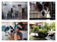 Μπήκαμε στο καταφύγιο ζώων του Δρεπάνου-...