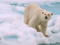Δανία: Πολική αρκούδα σκοτώθηκε από ηλεκ...