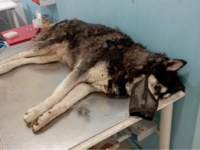 Αράχωβα: Η σορός του Όλιβερ βρέθηκε σε χ...