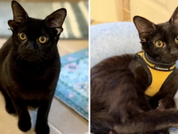 Dobby: Το γατάκι με τα τέσσερα αυτιά που...