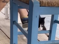 Συνελήφθη ο άνδρας που κλώτσησε το γατάκ...