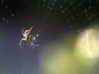 Πύργος: Ανησυχία από το θάνατο του 48χρο...