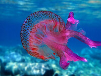 Μωβ Μέδουσα: Δείτε τις παραλίες με τους....