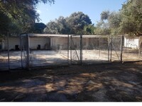 Επιστολή Πελετίδη στον Πρύτανη για τα αδέσποτα