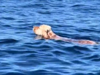 Σκύλος διασώθηκε στη θάλασσα από Έλληνα ...