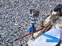 Νεκρά ψάρια στη Μαγνησία: «Καθίζηση» σε ...