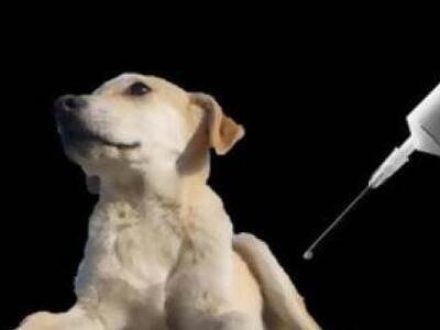 Φόβοι για κρούσματα λύσσας και στην Κρήτη 