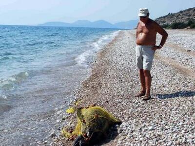 Νεκρό δελφίνι σε παραλία της Αμφιλοχίας ...