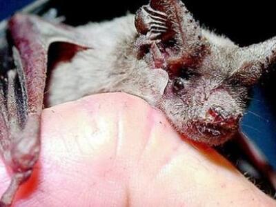 Τα θηλαστικά ξενιστές σε τουλάχιστον 320...