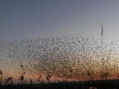 Στροφυλιά: Καταπληκτικές εικόνες από σμή...