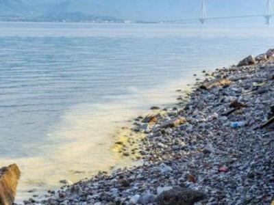 Πάτρα: Γύρη από πεύκο, έλατο και ελιά η ...