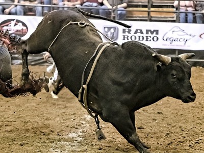 Κυνηγούσαν τον αφηνιασμένο ταύρο στο κέν...