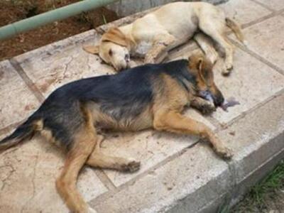 Έριξαν φόλες και σκότωσαν 10 σκυλιά