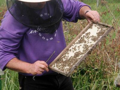 Κάλυμνος: Θα πιστοποιηθεί το μέλι της περιοχής
