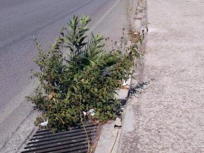 Πάτρα: Η ζούγκλα της οδού Πανεπιστημίου ...