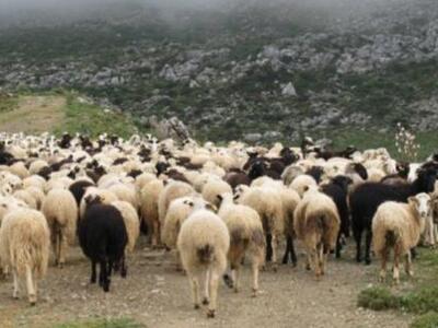 Στη φάκα για ζωοκλοπή και οπλοκατοχή