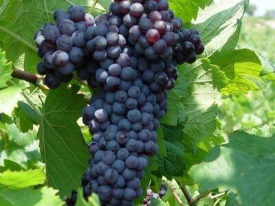 Απόψε η κεντρική εκδήλωση του 22ου Φεστι...