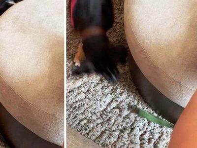 Αυτός ο σκύλος κυνηγάει... μάταια το λουρί του