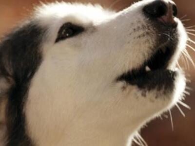 ΠΡΟΣΟΧΗ: Πώς μας δείχνουν τα ζώα ότι θα ...