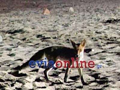 Αλεπού «έκοβε βόλτες» σε παραλία στη Χαλ...