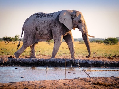 Ο ελέφαντας «Μπιν Λάντεν» σκότωσε τρεις χωρικούς