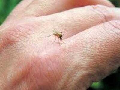 Πάτρα: Οδηγίες για την αντιμετώπιση των κουνουπιών