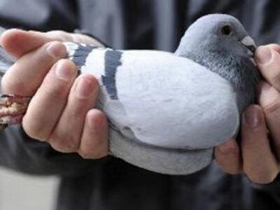 Με περιστέρι προσπάθησαν να περάσουν ηλε...