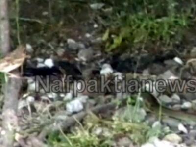 Ναύπακτος: Το φίδι "βολτάρει" ...