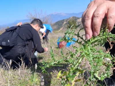 Πάτρα: Επιτυχημένη η δράση "χορτοσυ...