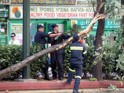 Πάτρα: Έπεσε δέντρο στο Κεφαλόβρυσο